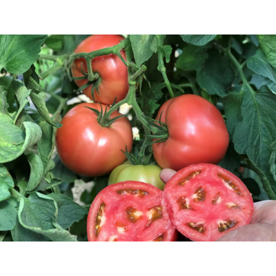 CRX 78951 F1 - насіння томату індетермінантного рожевого, 100 нас., Cora Seeds